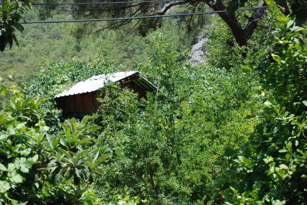 Olympos Camlik Pension Εξωτερικό φωτογραφία